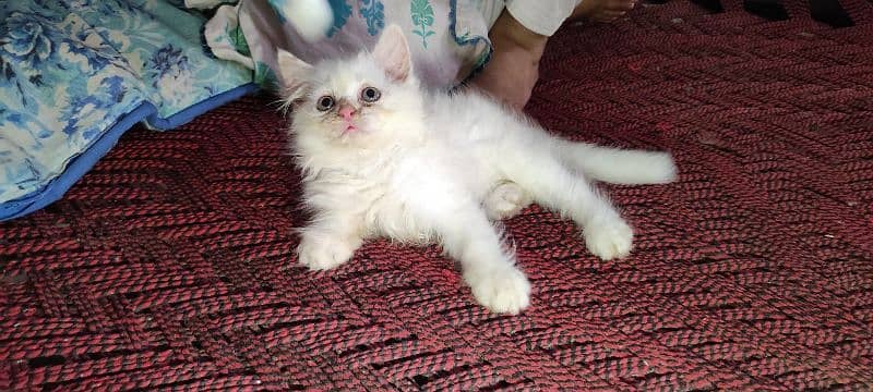 persian / kittens pair for sale 1