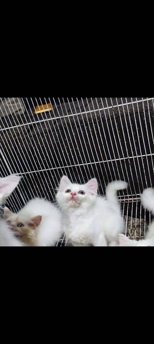 persian / kittens pair for sale 4