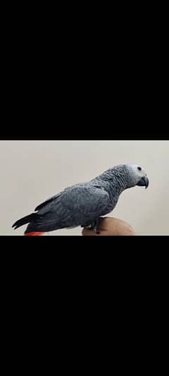 Cango  African  Gray  Chick  Available.