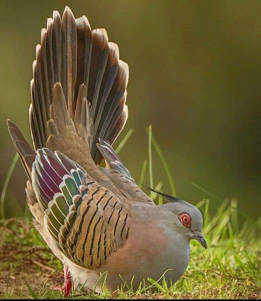 crested doves 2