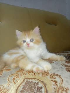 Persian kittens available. .