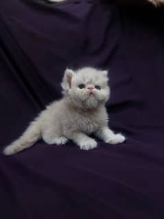 piki face perisan kitten | persian cat | cfa | urgent sale | peki fac