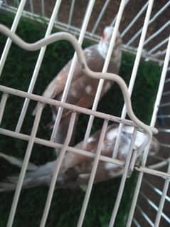dove Red pied chick cage