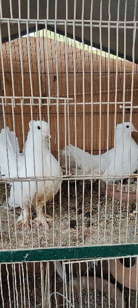 beautiful white laka pigeons , Indian fantail 0