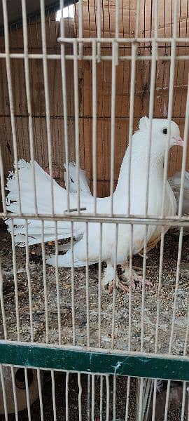 beautiful white laka pigeons , Indian fantail 1