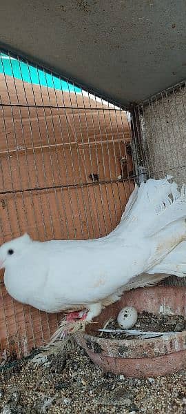 beautiful white laka pigeons , Indian fantail 2