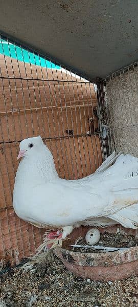 beautiful white laka pigeons , Indian fantail 3