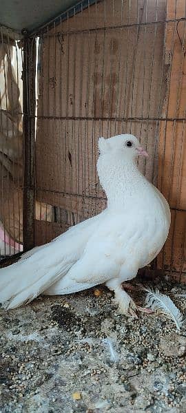 beautiful white laka pigeons , Indian fantail 4