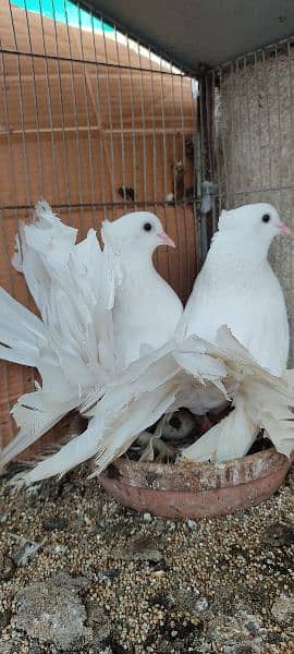 beautiful white laka pigeons , Indian fantail 5