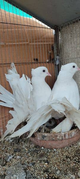 beautiful white laka pigeons , Indian fantail 6