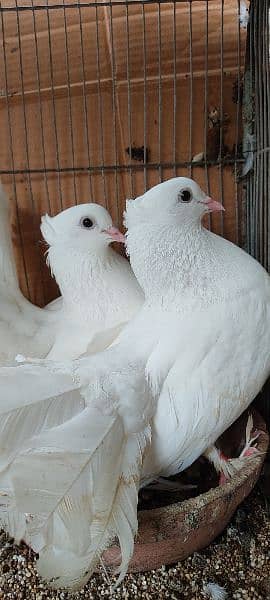 beautiful white laka pigeons , Indian fantail 7