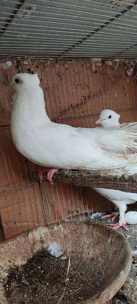 beautiful white laka pigeons , Indian fantail 8