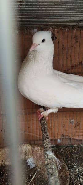 beautiful white laka pigeons , Indian fantail 9