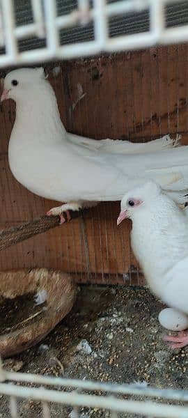 beautiful white laka pigeons , Indian fantail 10