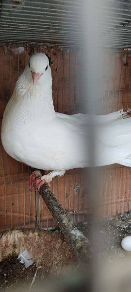 beautiful white laka pigeons , Indian fantail 11