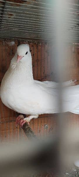 beautiful white laka pigeons , Indian fantail 12