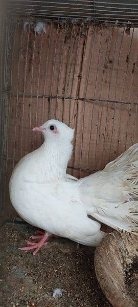 beautiful white laka pigeons , Indian fantail 13