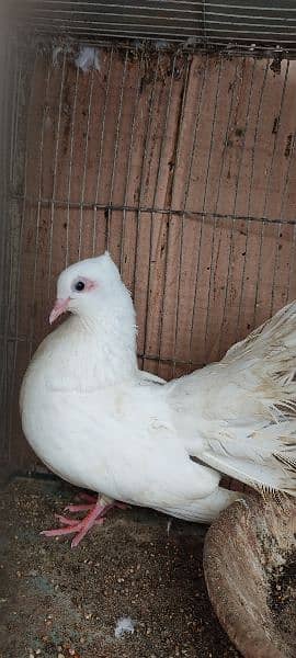 beautiful white laka pigeons , Indian fantail 14