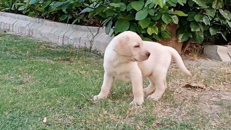 Labrador puppies 0/3/0/8/0/8/2/0/8/3/4 0