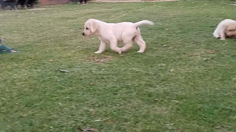 Labrador puppies 0/3/0/8/0/8/2/0/8/3/4 1
