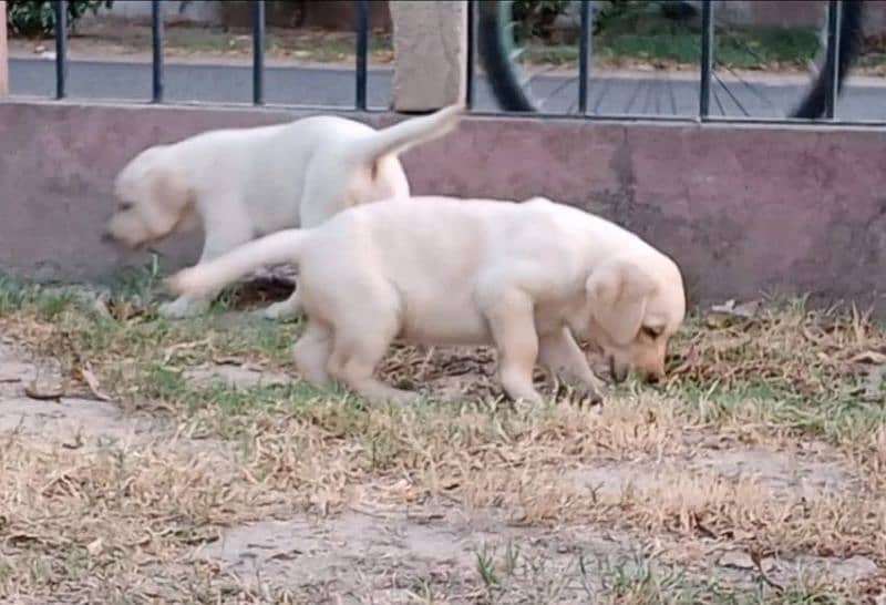 Labrador puppies 0/3/0/8/0/8/2/0/8/3/4 3