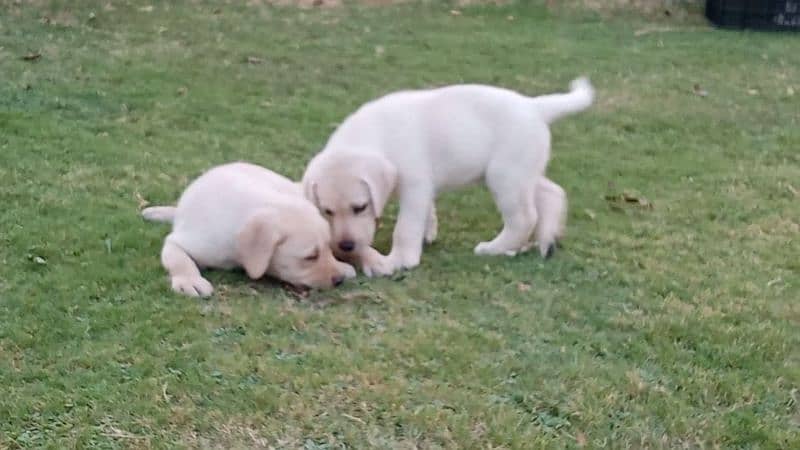 Labrador puppies 0/3/0/8/0/8/2/0/8/3/4 4
