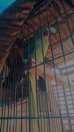 pahari parrot breeder pair