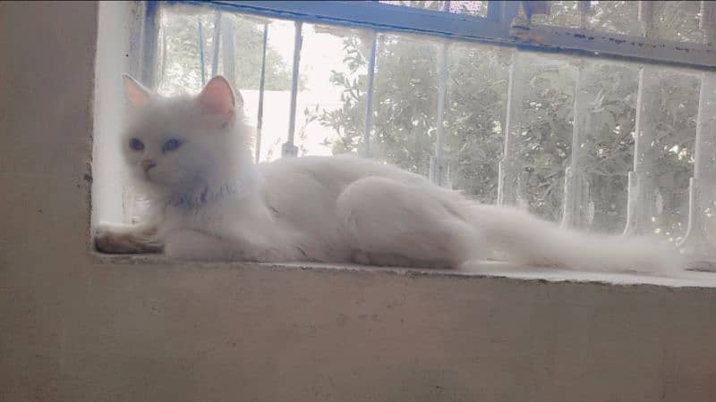 triple coated Persian cat. . . . . . . 3