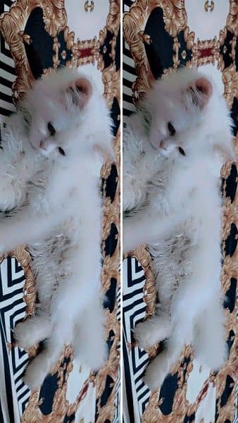 triple coated Persian cat. . . . . . . 8