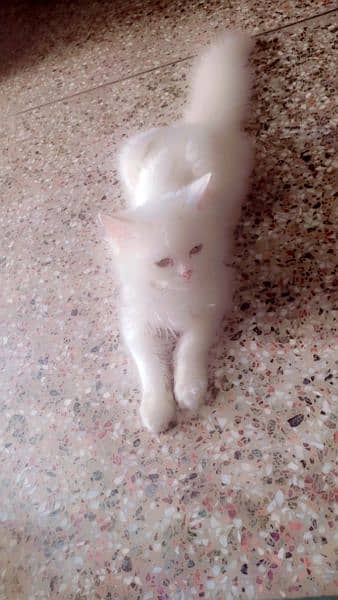 triple coated Persian cat. . . . . . . 9