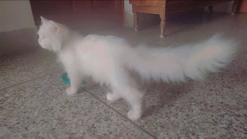 triple coated Persian cat. . . . . . . 12
