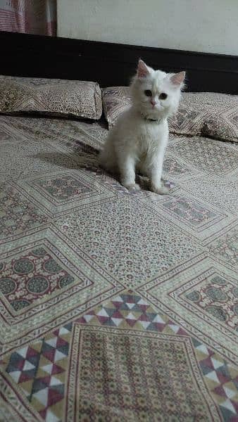 triple coated Persian cat. . . . . . . 15