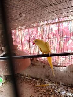 yellow ringneck female 0