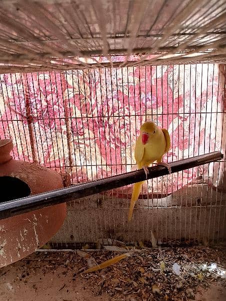 yellow ringneck female 3