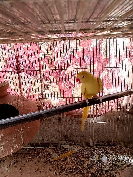 yellow ringneck female 4