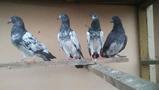 high flyer pigeon 0