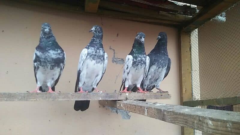 high flyer pigeon 1