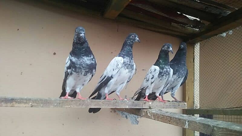 high flyer pigeon 2