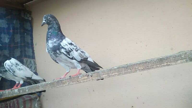 high flyer pigeon 3
