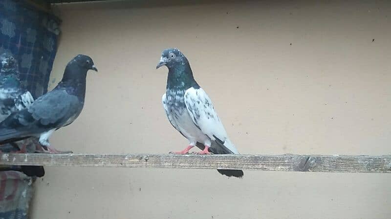 high flyer pigeon 4