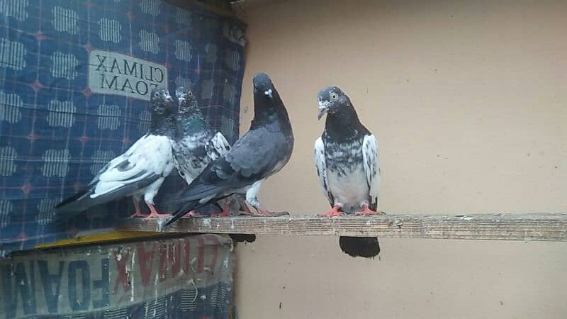 high flyer pigeon 5