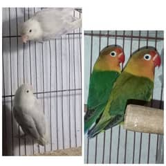 Love birds pair & Australian