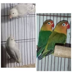 Love birds pair