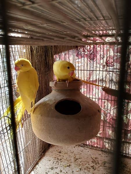 Yellow ringneck 2