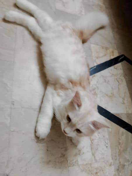 2 female cat baby for sell 2