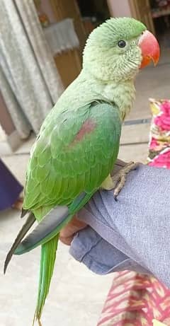 raw parrot