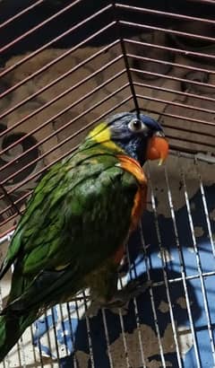 lorri parrot pair