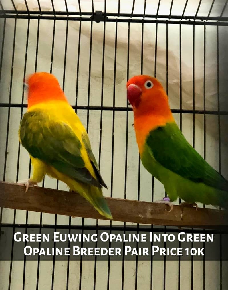 Love Birds For Sale Green Euwing Opaline Pair, Parblue, Green Euwing 0