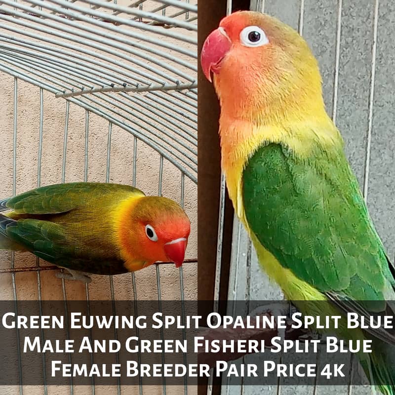 Love Birds For Sale Green Euwing Opaline Pair, Parblue, Green Euwing 1