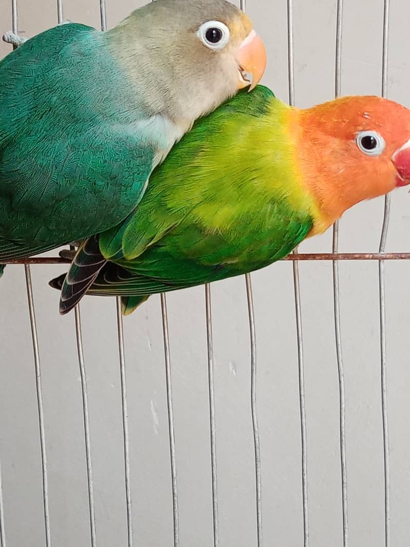 Love Birds For Sale Green Euwing Opaline Pair, Parblue, Green Euwing 6